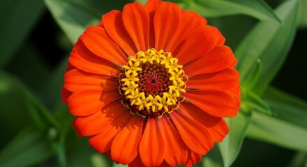 A vibrant, close-up view of a single, brilliant orange zinnia flower, showcasing its detailed petals and yellow center.