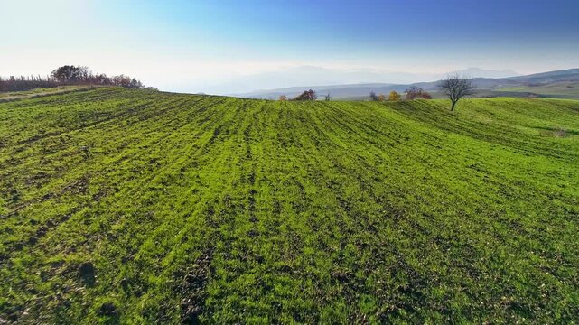 Drone flight over wheat planted field, beautiful valley, autumn day
