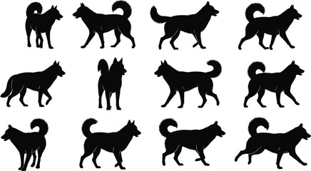 Twelve dog silhouette poses illustration, black vector animal set with Siberian Husky movements for stock design and breed anatomy study