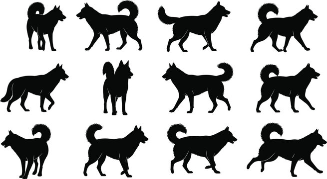 Twelve dog silhouette poses illustration, black vector animal set with Siberian Husky movements for stock design and breed anatomy study