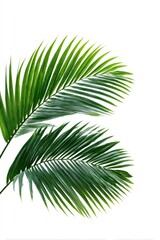 Obraz premium Close-up of vibrant green palm fronds against white background (1)