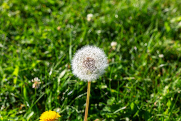 Lush white dandelion on green grass background. White dandelion puff is prominently displayed against backdrop of lush green grass, illuminated by bright sunlight, creating natural atmosphere