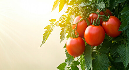 Ripe tomatoes growing on the vine, basking in the sunlight, showcasing their vibrant red color