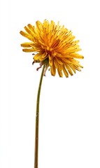 Naklejka premium A bright yellow dandelion flower head, centered against a pure white background. The flower's petals are in a circular pattern, slightly uneven in texture, showing a subtle shading. 