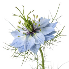 Stunning Pastel Blue Love-in-a-Mist Flower: Close-Up Macro Photography