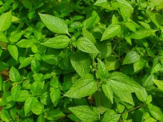 mint leaves background