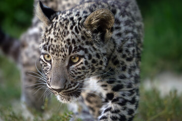 Panthera pardus tulliana, also called the Persian, Anatolian or Caucasian leopard. Portrait of a rare subspecies of leopard kitten.