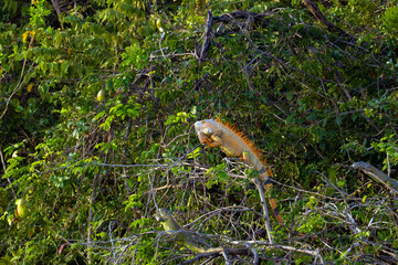 The green iguana (Iguana iguana), also known as the American or the common green iguana. Large male in bushes above a river with two females.