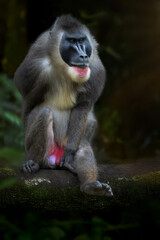 The drill (Mandrillus leucophaeus), portrait of an adult male on a dark background. A very colorful male monkey.