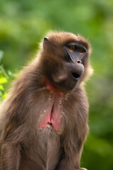 The gelada (Theropithecus gelada), sometimes called the bleeding-heart monkey or the gelada baboon, portrait of a young female.
