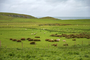 grünes Irland - Landschaft mit Wiese und Schafen