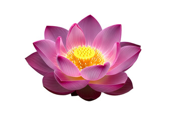 A close-up view of a delicate pink lotus flower, showcasing its vibrant petals and intricate center against a stark black backdrop.