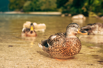 Close-up of a wild duck resting in the shallow waters of Lake Bohinj, Slovenia, showcasing wildlife, tranquility, and natural beauty.