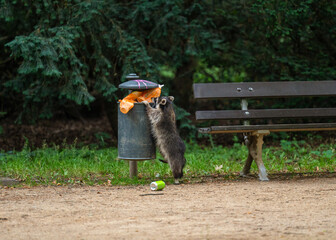 Urban raccoon foraging in garbage bin during in city park. Symbol how wildlife adapts to modern...