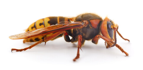 Hornet isolated on white background close up