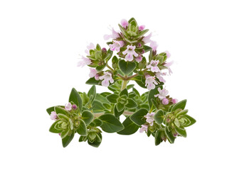 Delicate sprigs of thyme with clusters of pale pink flowers, displayed against a black background.