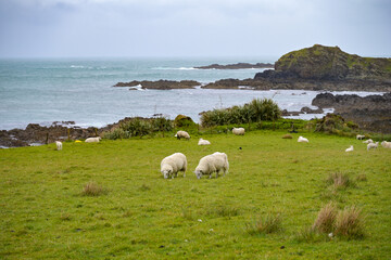 Landschaft mit Küste und Schafen in Irland
