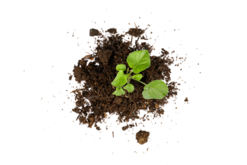 young green plant growing from pile of soil top view isolated on white or transparent png