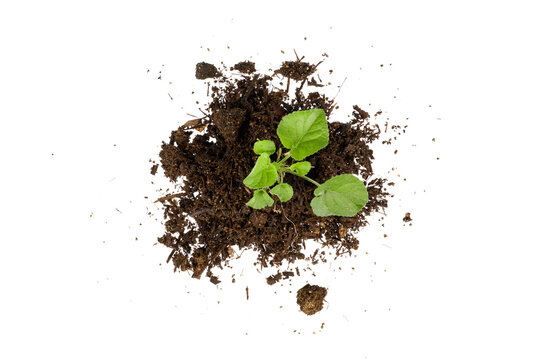 young green plant growing from pile of soil top view isolated on white or transparent png