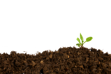 young plant in soil frame border isolated on white or transparent png