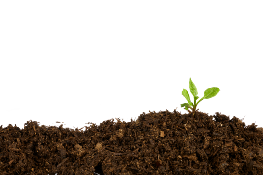 young plant in soil frame border isolated on white or transparent png