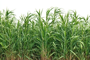 Tall swamp grass bushes vegetation plants field.