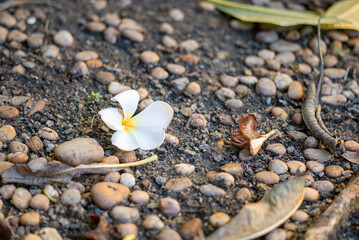 White Flower on Pebble Ground Natural Scene