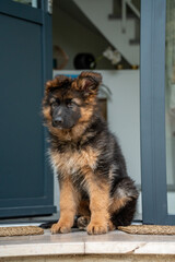 Chiot berger allemand assis devant une porte, regard attentif et expression curieuse.
