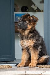 Chiot berger allemand assis, regard attentif et curieux vers le haut.