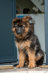Chiot berger allemand assis devant une porte, regard attentif et expression curieuse.