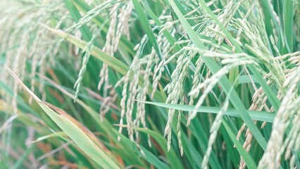 Asian Rice Field Wallpaper – Japanese Paddy Landscape, Morning Light Countryside View, Rural Agriculture Nature Background Photo	