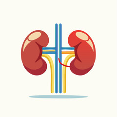 Human Kidneys with Ureter and Vessels.
