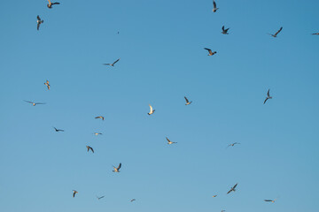 Flock of seagulls in a clear blue sky.
