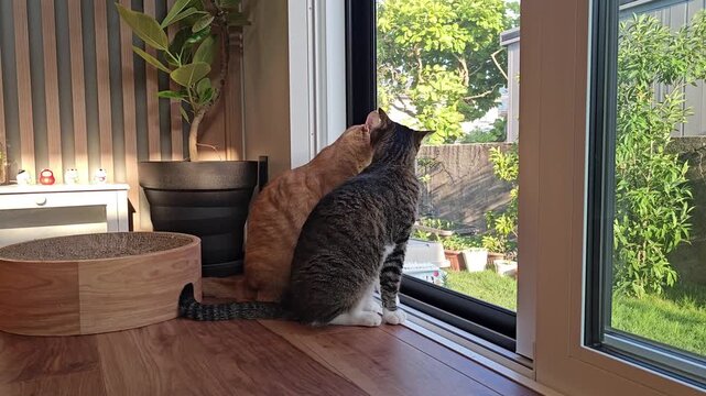 Orange tabby cat and gray tabby cat sitting together by a glass door, one looking outside while the other shows a grumpy face in a cozy Japanese home.
