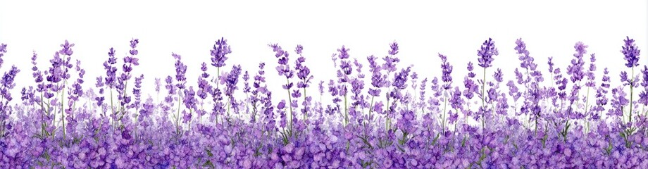 Naklejka premium Lavender field against white background (1)