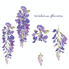 Collection of vector hand drawn purple wisteria flowers