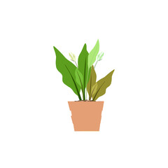 flowering ornamental plants in a vase without a background