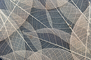 Dry leaves pattern on black background, natural leaves texture background