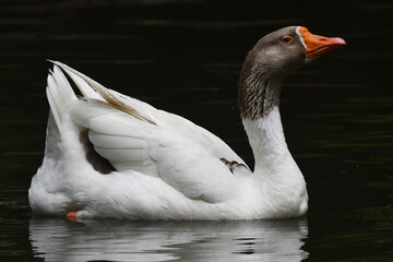 A elegância e a altivez de um ganso no jardim do Museu da República - Catete - RJ
