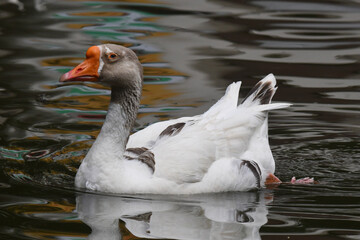 A elegância e a altivez de um ganso no jardim do Museu da República - Catete - RJ