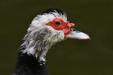 Pato selvagem dando a sua graça no lago do jardim do Museu da República - Catete - RJ
