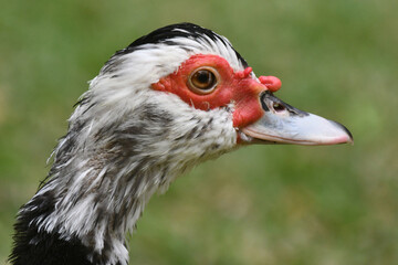 Pato selvagem dando a sua graça no lago do jardim do Museu da República - Catete - RJ