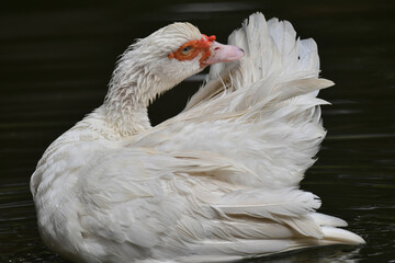 Pato selvagem dando a sua graça no lago do jardim do Museu da República - Catete - RJ
