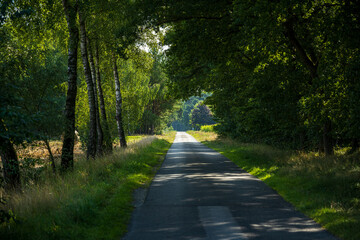 Obraz premium Straße durch einen Wald 