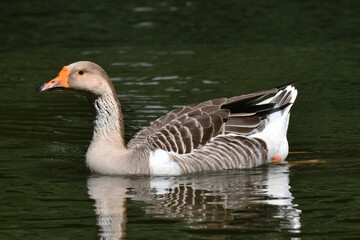 A elegância e a altivez de um ganso no jardim do Museu da República - Catete - RJ