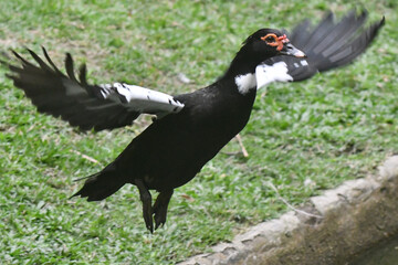 Pato selvagem voando sobre o lago do jardim do Museu da República - Catete - RJ