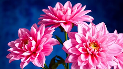 Elegant pink dahlias displayed against artistic blue background, highlighting vibrant petals and graceful floral beauty.