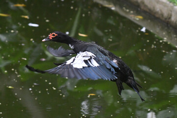 Pato selvagem voando sobre o lago do jardim do Museu da República - Catete - RJ