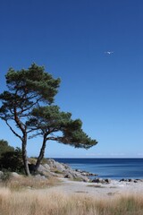 Pine trees curve gracefully against the backdrop of a serene coastal landscape, as gentle waves lap at the shore. A clear blue sky enhances the peaceful atmosphere