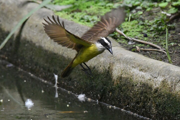 Um lindo bem-te-vi no lago do jardim do Museu da República - Catete - RJ